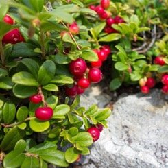 Cranberry gummies