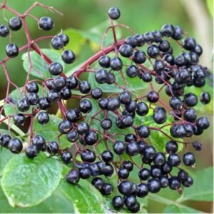 elderberry gummies